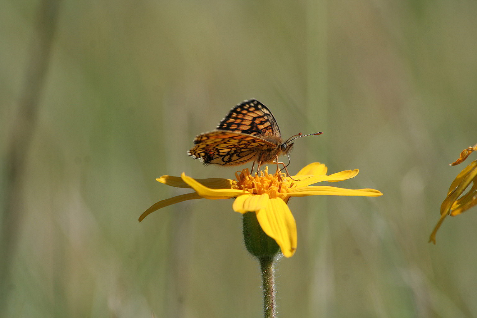 Melitaea athalia? Si